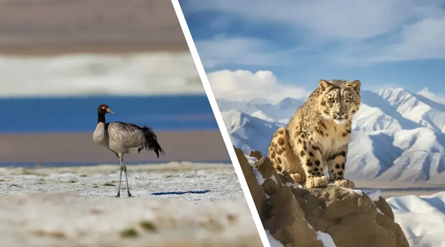 Changthang Wildlife Sanctuary, Ladakh